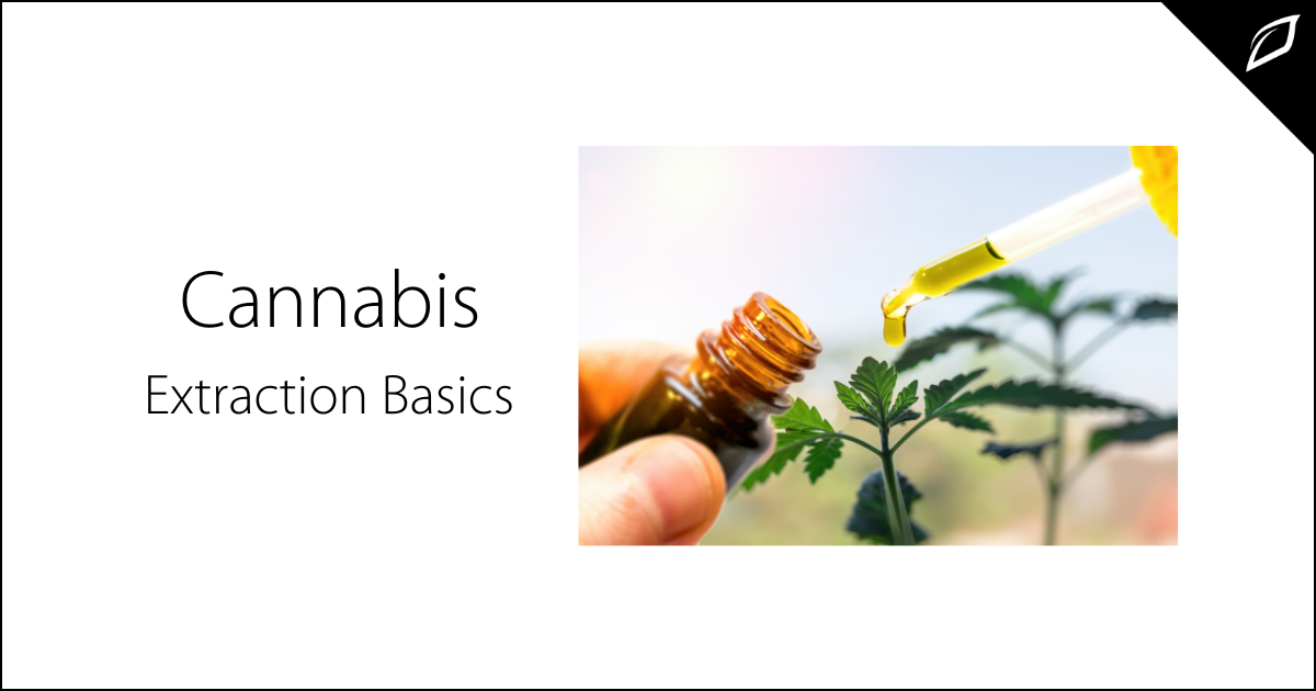 Cannabis Extraction Basics